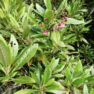 Forgesia racemosa.bois de Laurent-Martin.escalloniaceae.endémique Réunion..jpeg